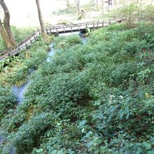 姫川源流です。