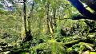 もののけ姫の世界♪