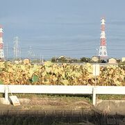 7月位は見事です。