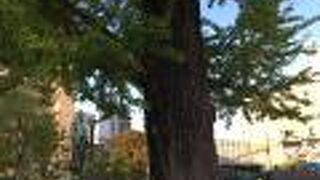 関東大震災で生き残ったイチョウ