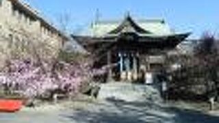 桜は開花していないのに、境内にピンク色の演出