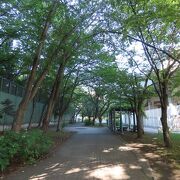 【紅葉の道】札幌駅から西へ紅葉、さくら、木の実、白樺と続きます。