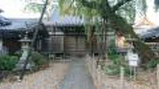 シダレザクラは、樹齢は推定300年であるとのこと