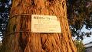 大きなイブキの木が印象的