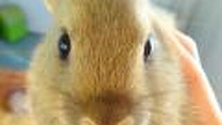 稚内空港から徒歩で行ける無料ミニ動物園