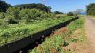 ３キロに渡り、彼岸花が咲く