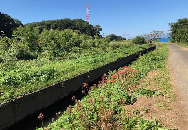 ３キロに渡り、彼岸花が咲く