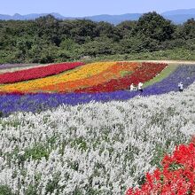 やくらいガーデン内の≪ふるるの丘≫は緩い起伏があって…、