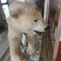 しろくまの置物