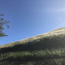 大室山のすすき