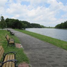 手前が水元公園、右手が三郷公園。左手森に野鳥観察所があります