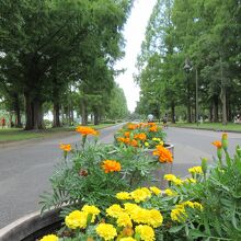 花も咲いています