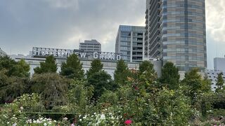 秋バラもきれい