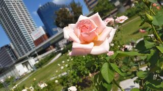 都会のオアシス