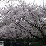 八幡宮と桜の共演
