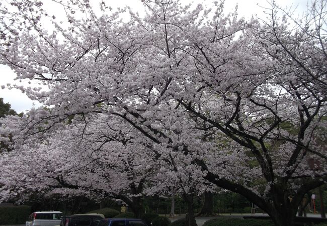 八幡宮と桜の共演