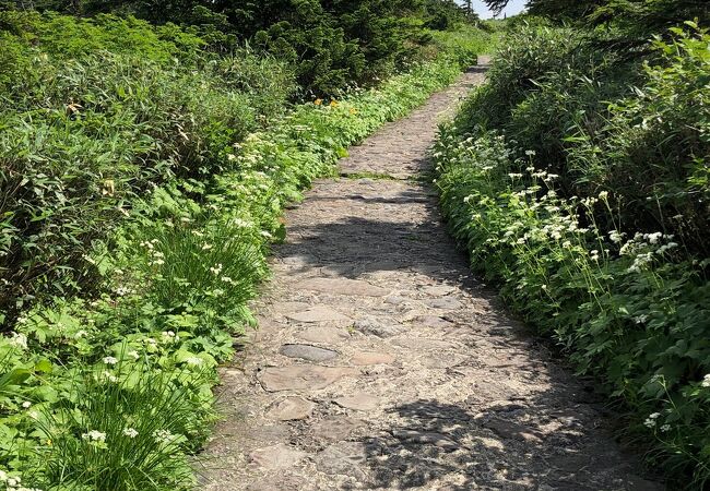 平坦で歩きやすい！