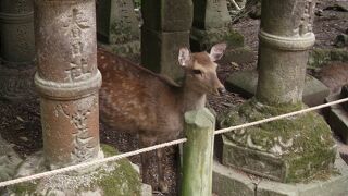 鹿が闊歩する公園