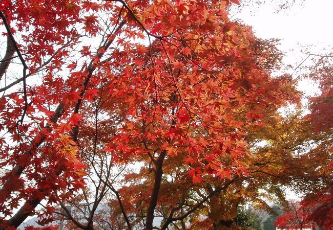 回遊式日本庭園