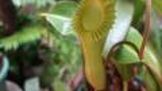 広い公園の中にある温室植物園