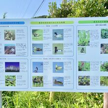 見られる植物、鳥などの解説