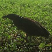 台北植物園