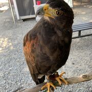 昔ながらの動物園