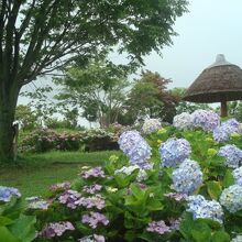 ６月下旬のあじさい公園