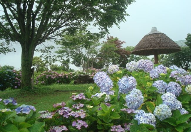 こじんまりとしたあじさい公園