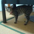 猫が部屋に来てくれる宿、民宿のざき