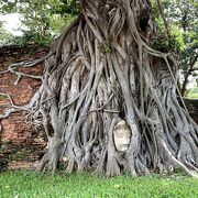 木の根に飲まれた仏頭が神秘的