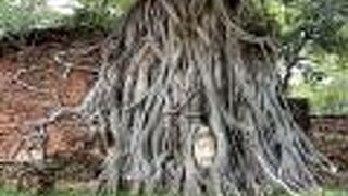 木の根に飲まれた仏頭が神秘的