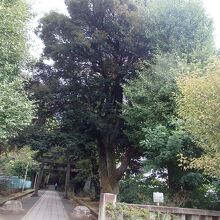 渋谷氷川神社保存樹木ケヤキ