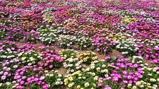 のこのしまアイランドパーク♪