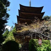 下から見上げます