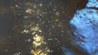 シュワシュワ感最高