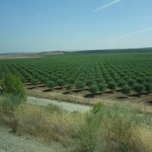 オリーブ畑が広がる車窓