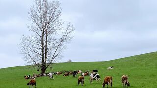 キレイに手入れされた放牧場で、お行儀のよい牛たちを見られました。