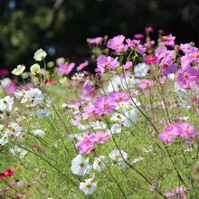 原っぱ西花畑（あかつき）