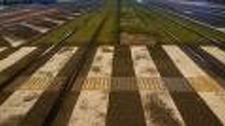 横断歩道を渡る際に、道幅の広さを実感