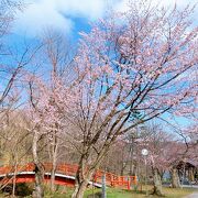 桜の開花状況は、SNSにUPされています!