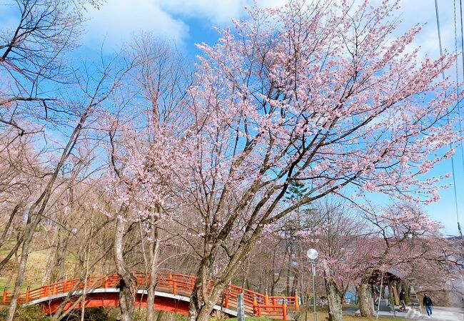 桜の開花状況は、SNSにUPされています!