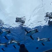 空飛ぶペンギンが見れます。