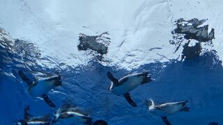 空飛ぶペンギンが見れます。