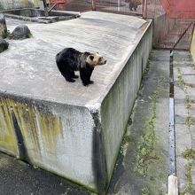 クマ牧場