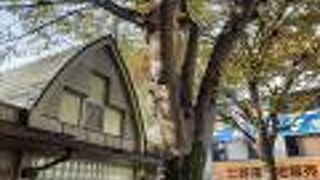 東村山駅前のシンボル （志村けんの木）