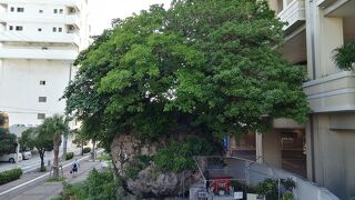 縁起のよい大石