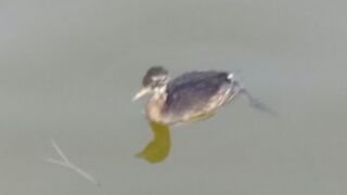 カイツブリの幼鳥！猿沢池で泳ぎ回っています！
