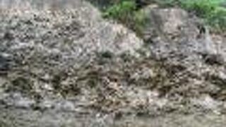 鹿児島県の天然記念物に指定されている