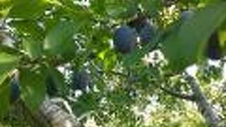 タカシナ観光果樹園